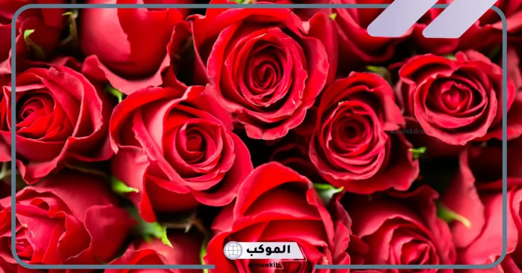 اسماء زهور الجنة كاملة في القرآن الكريم بالعربي والإنجليزي 5 أسماء أشجار الجنة في القرآن