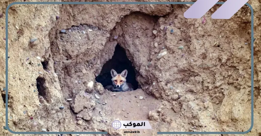معنى وكر الطير 