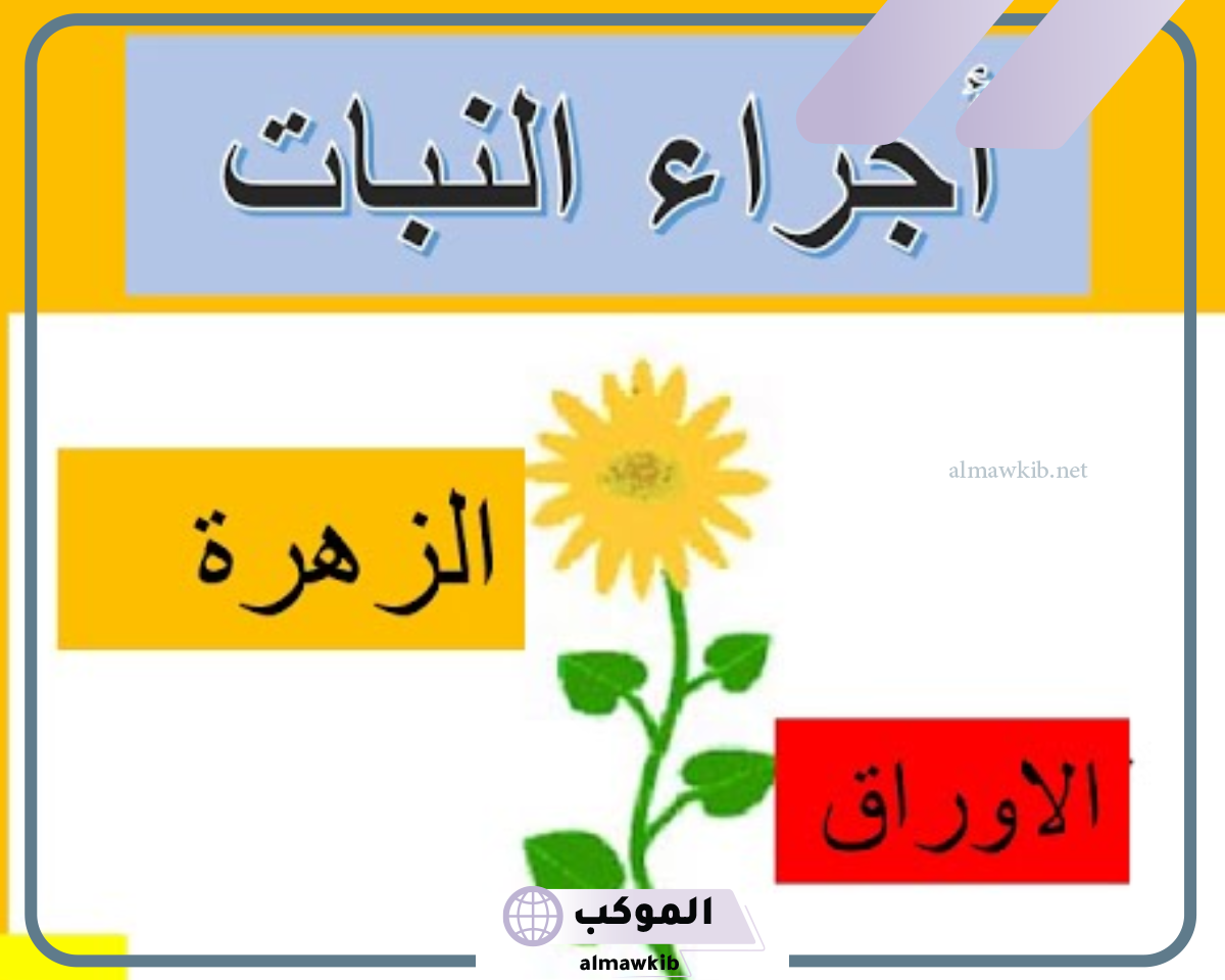 وظائف اجزاء النبات