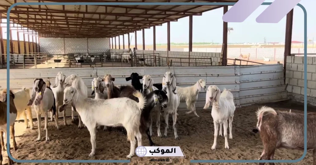 رؤية الغنم في المنام للمتزوجة