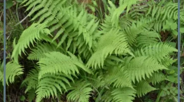 أمثلة على نباتات لا وعائية