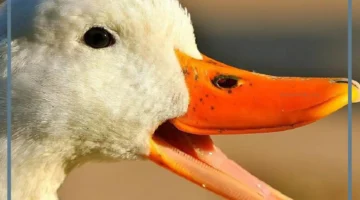 أنواع منقار البط