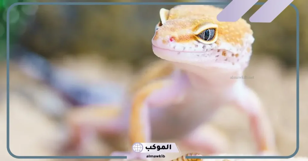 رؤية البريعصي في المنام للرجل