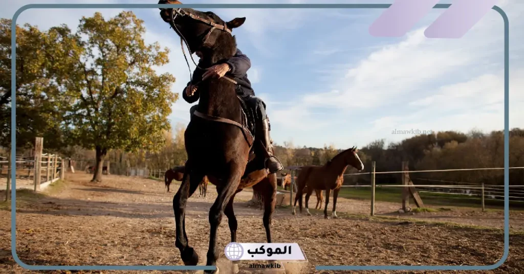 اركبوا الخيل فإنها ميراث أبيكم إسماعيل