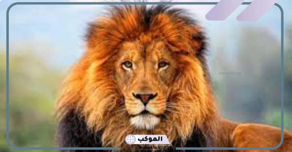 رؤية مجموعة من الأسود في المنام