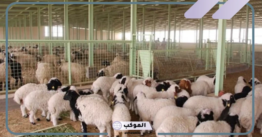 رؤية الغنم في المنام للرجل