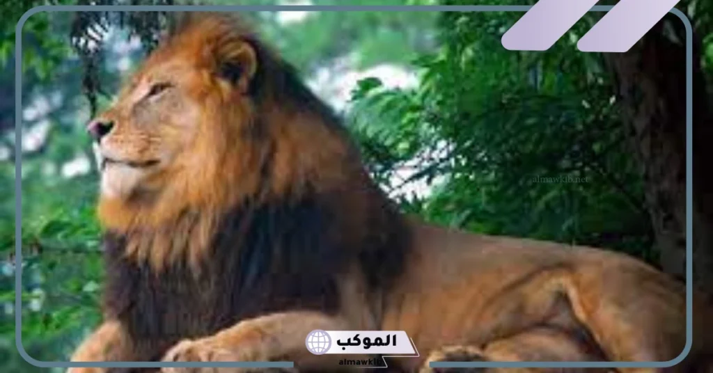 رؤية الأسد في المنام للمتزوجة