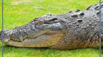 التمساح في المنام