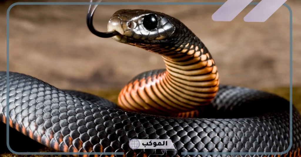 تفسير حلم لدغة الثعبان في القدم بدون ألم 