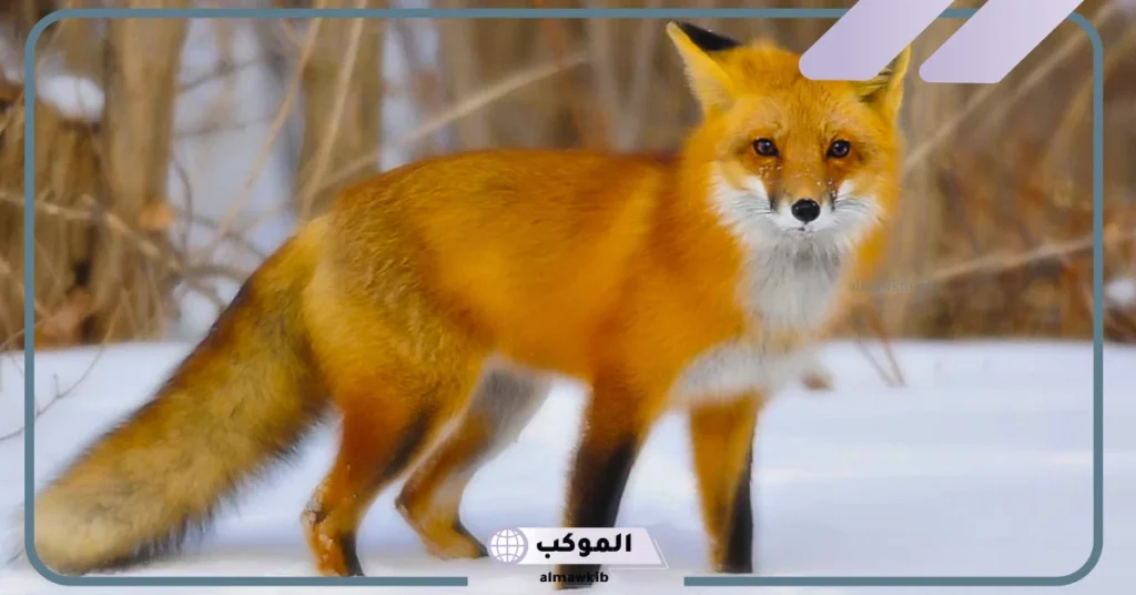 رؤية الثعلب في المنام للرجل