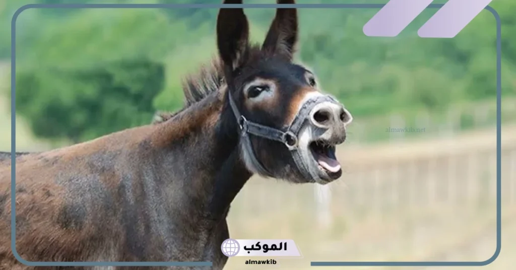 اسم صوت البقرة