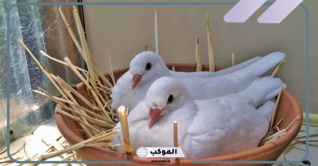 تفسير الحلم بحمامة بيضاء في المنام تطير للمرأة المتوجة والعزباء لابن سيرين 6 تفسير حلم الحمامة البيضاء للعزباء