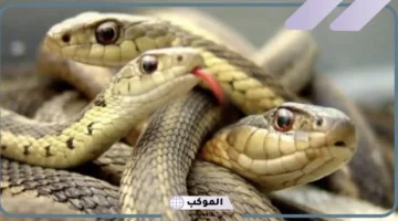 الخوف من الثعبان في المنام للرَّجل