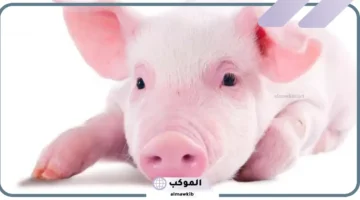 الخوف من الخنزير في المنام للمتزوجة