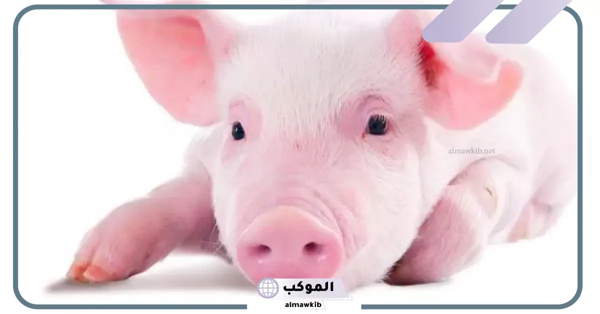 تفسير حلم خنزير يلاحقني