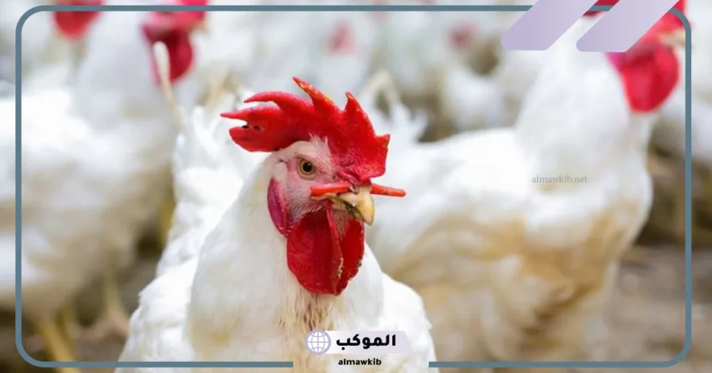 رؤية الدجاج في المنام للرجل