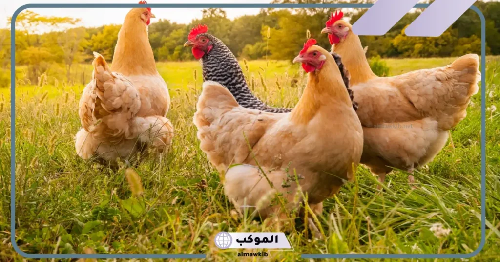 رؤية الدجاج في المنام للمتزوجة