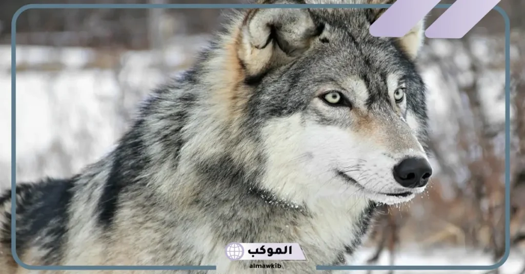 رؤية الذئب في المنام العصيمي للمتزوجة