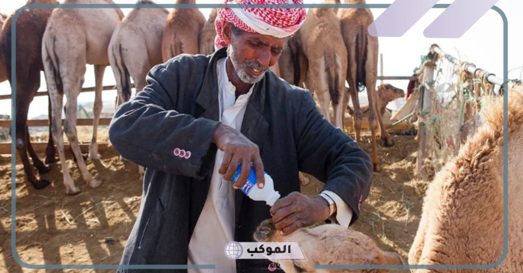 لماذا الرشايدة منبوذين من القبائل الأخرى؟ عادات الرشايدة السيئة 6 قبيلة الرشيدي هل هم صلب