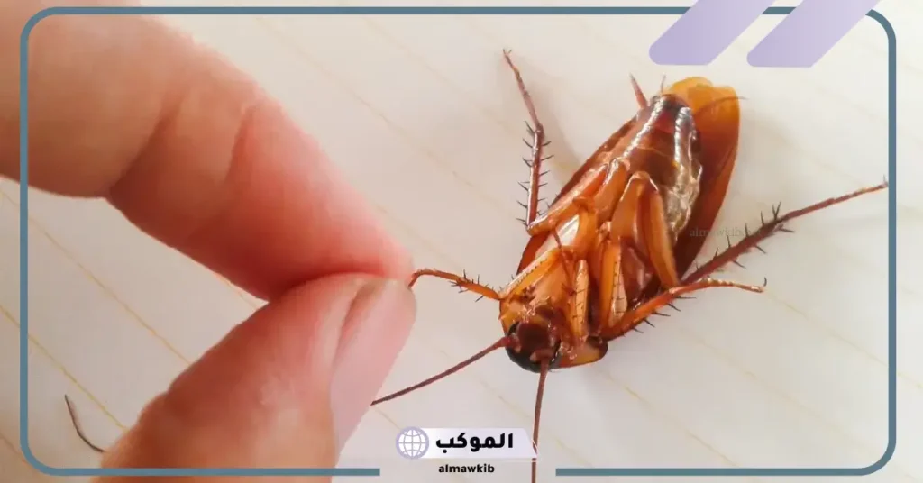 تفسير حلم الصراصير