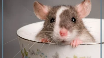 الفأر الأسود