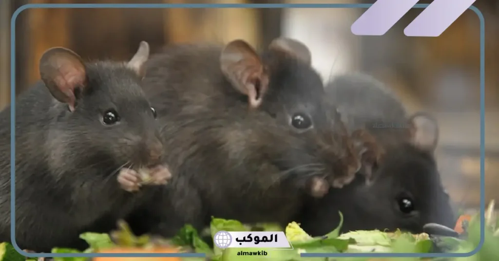 رؤية الفأر الأسود في المنام للمتزوجة