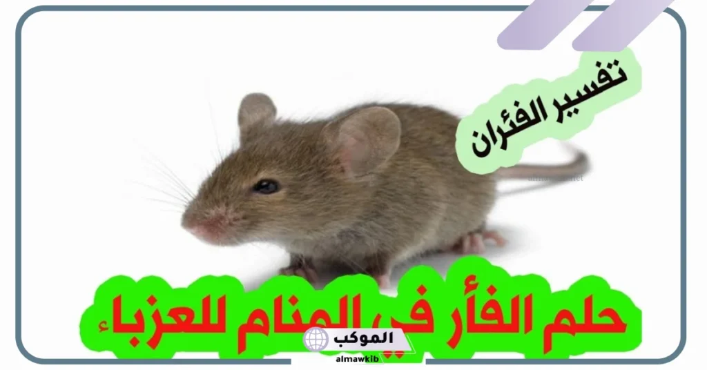 رؤية الفأر في المنام للعزباء