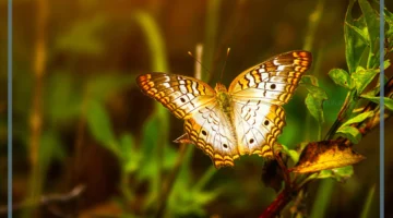 الفراشة في النظام البيئي