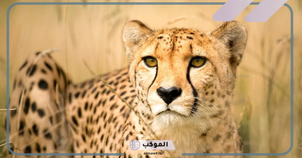 ماذا يأكل الفهد 