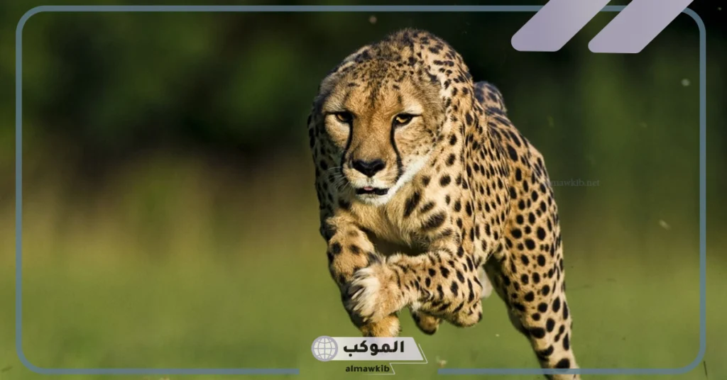 الفرق بين الفهد والنمر 