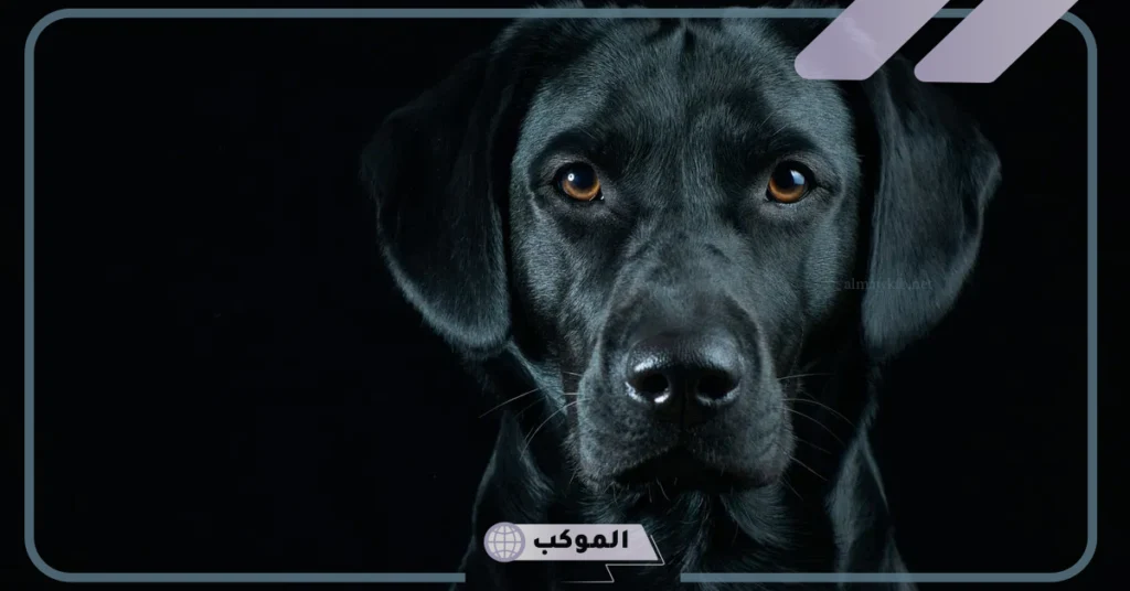 الحلم بكلب أسود يهاجمني 