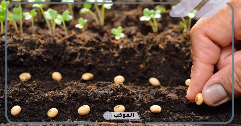 النباتات البذرية تتكاثر بواسطة 