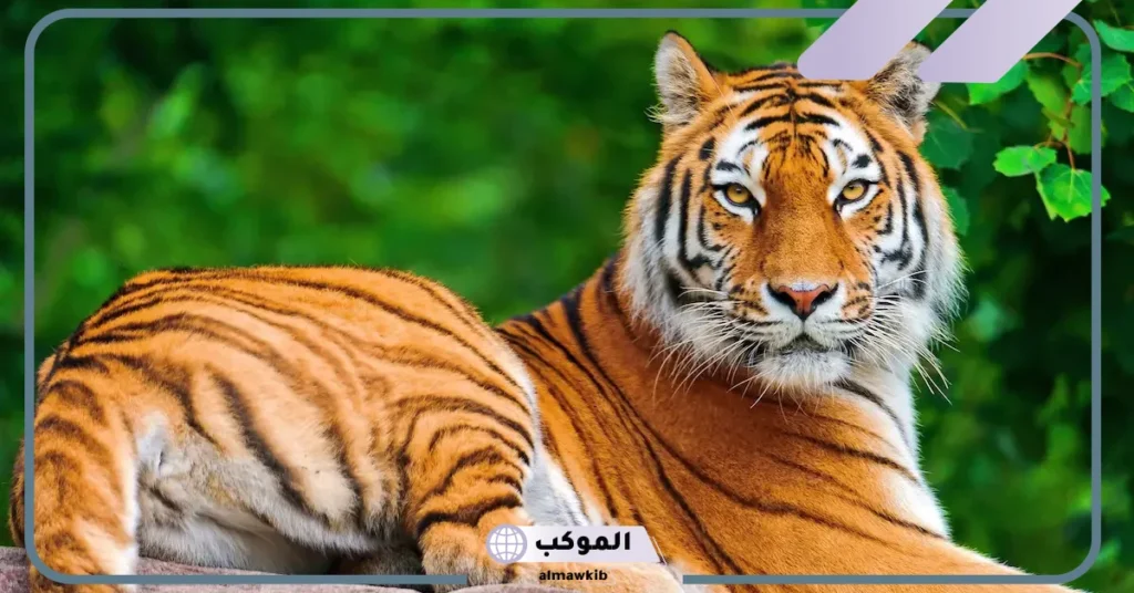 تفسير حلم رؤية النمر في المنام للمتزوجة والعزباء لابن سيرين 6 تفسير حلم النمر في البيت