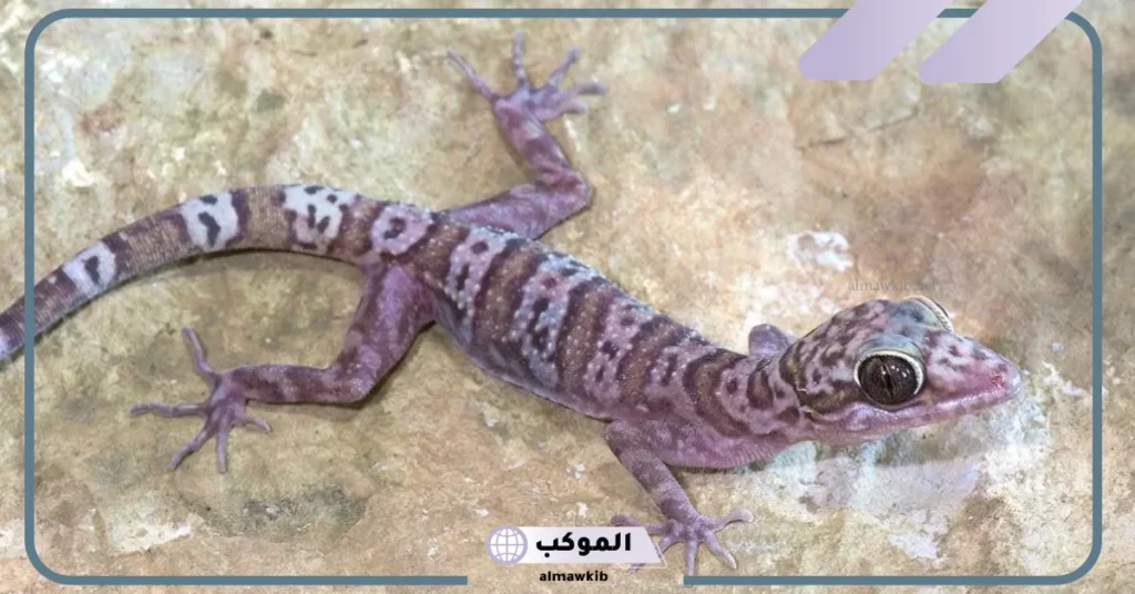 رمز الوزغ في المنام للحامل والمتزوجة لابن سيرين وقتله في المنام 6 تفسير حلم الوزغ في البيت