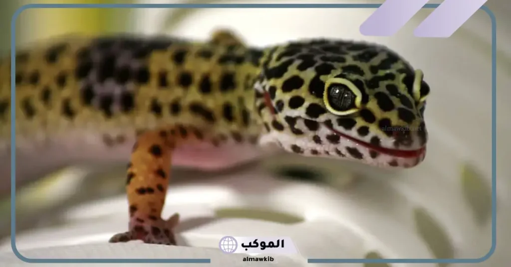 رؤية الوزغ في المنام للعزباء