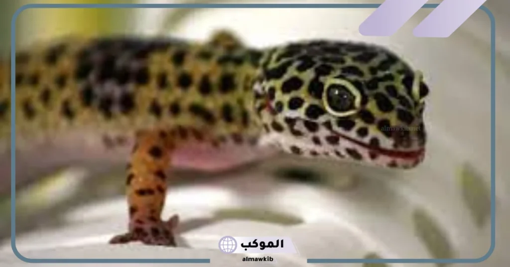 هجوم الوزغ في المنام للمتزوجة