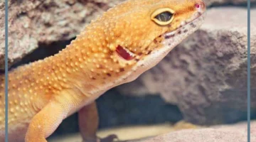 الوزغ للرجل