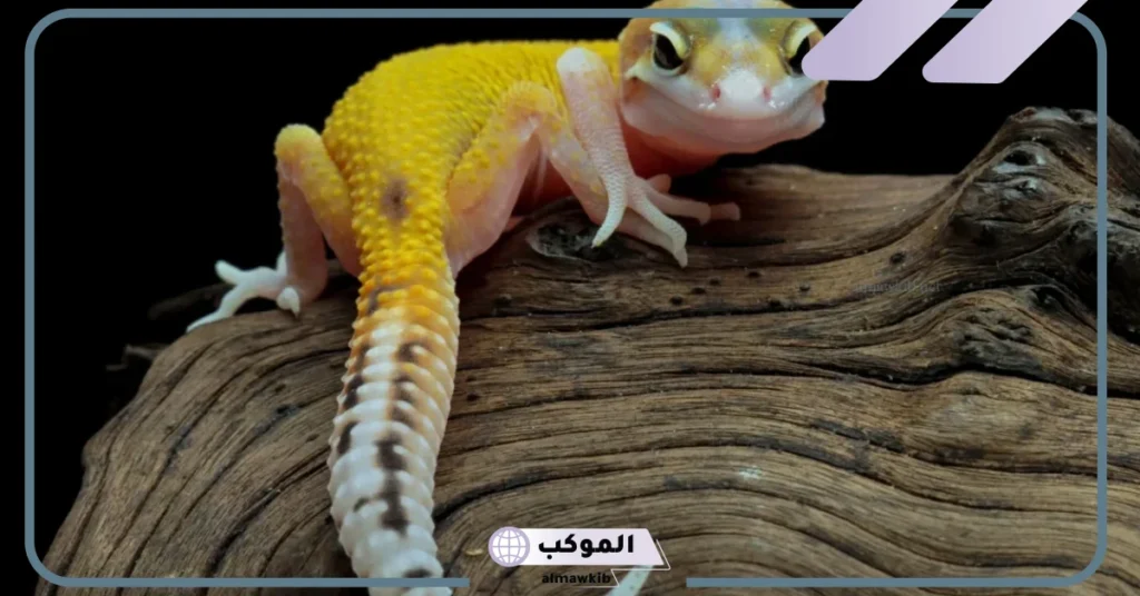 الخوف من الوزغ في المنام للمتزوجة