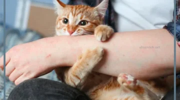 بارزةتفسير حلم عضة قطة في اليد