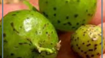 تجارب طبيعية للشعر