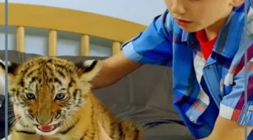 تربية طفل صغير في الحلم