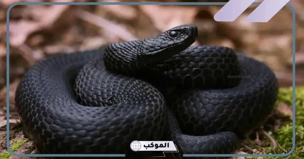 تفسير حلم الداب الاسود في المنام يهاجمني ورمزه لكبار العلماء 6 رؤية الثعبان الأسود في المنام للعزباء