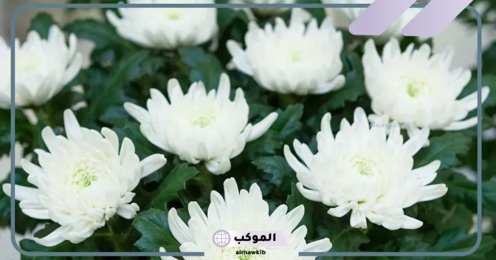 تفسير إعطاء الأقحوان الأبيض للرجل