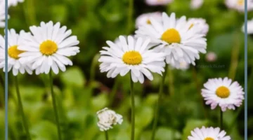 تفسير إعطاء الأقحوان الأبيض للرجل