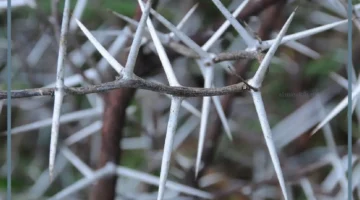 تفسير المشي على الشوك في المنام