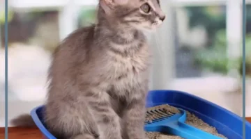 تفسير بول القطط في المنام لابن سيرين