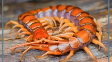 تفسير حلم أم أربعة وأربعين لونها أصفر