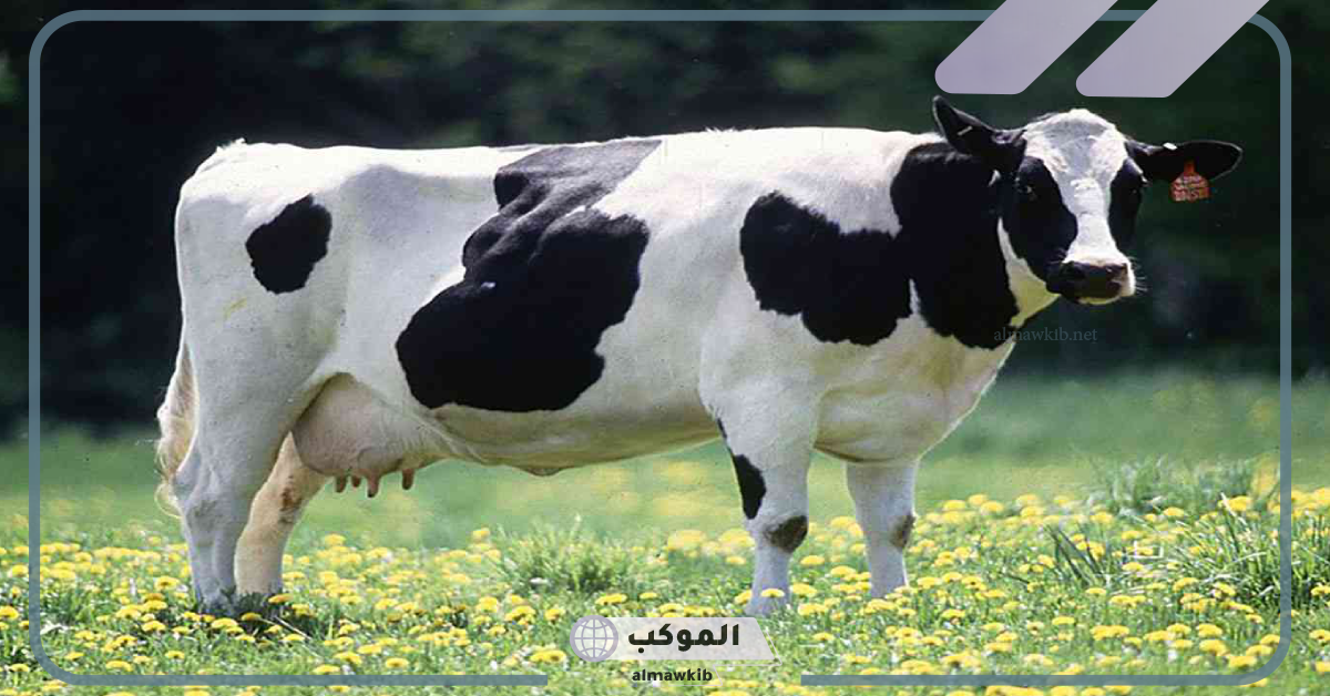 هجوم البقرة في المنام