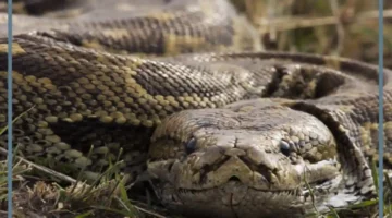 تفسير حلم الثعبان الكبير لابن سيرين