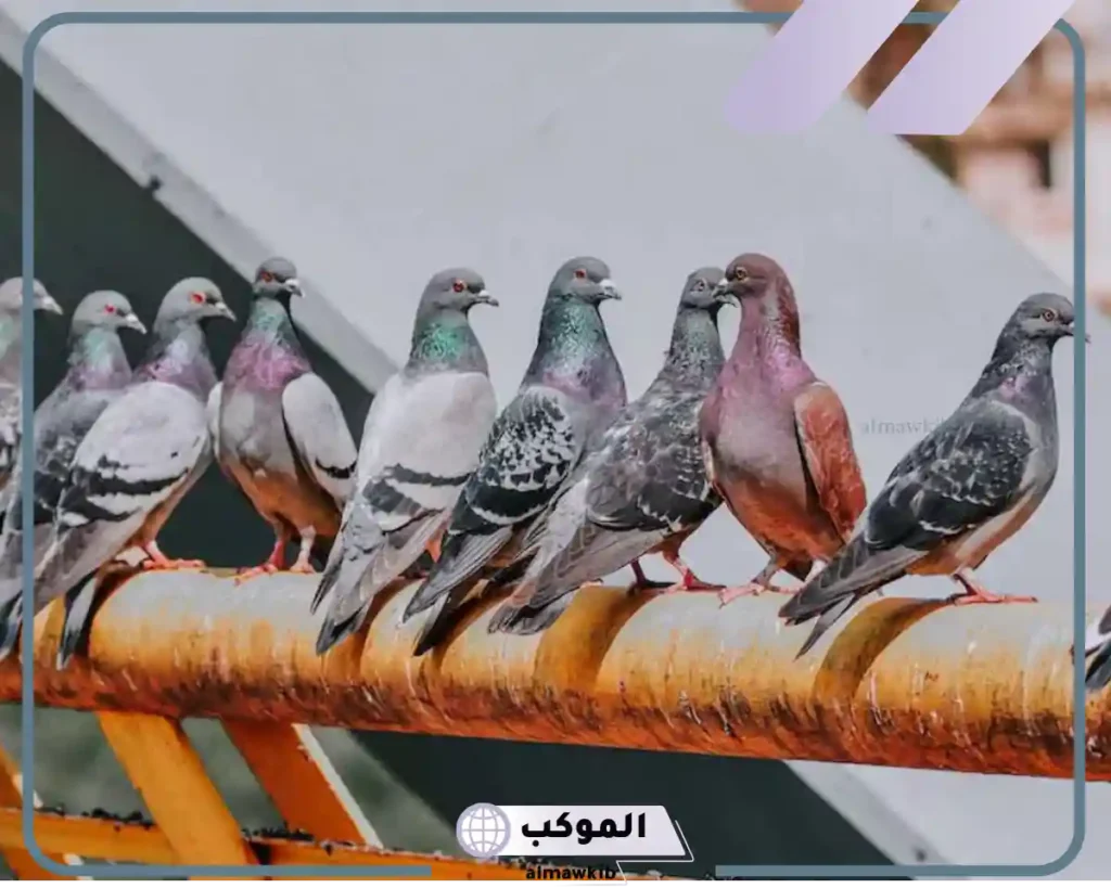 رؤية الحمام البني في المنام للعزباء